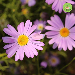 9 บาท เมล็ดพันธุ์ดอกเดซี่สีม่วง (สวอนริเวอร์) บรรจุ 100 เมล็ด