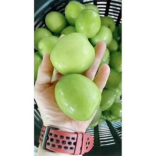 ต้นพุทรานมสด/ทาบกิ่ง สูง 40-60 ซม. ลูกดก ผลใหญ่ รสหวาน