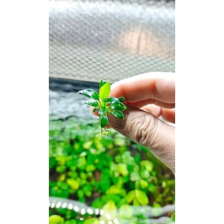anubias petite , pinto pangolino พิตตี้และสายพันธ์อื่นๆ