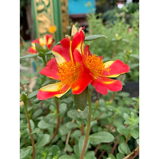 คุณนายตื่นสายมีให้เลือก 60สี สีละ10 กิ่ง 20฿รับประกันกิ่งสมบูรณ์ กิ่งสวยกิ่งใหญ่ สนใจสอบถามได้นะคะ
