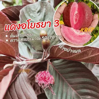 ฝรั่งแดงอโยธยาเบอร์3แท้100%สูง40-60เซ็น ต้นเสียบยอดบนตอโอกินาว่า/KU แท้ ราคา/ต้น ใบแดงผลแดงผิวแดงหวานสวยอร่อย