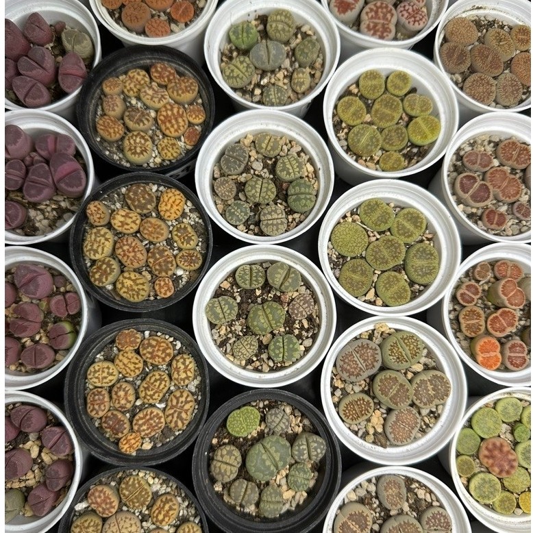 (อัพเดท28/8) ไลทอป lithops ในกระถาง ไม้เพาะเมล็ด กระถาง5cm. พร้อมส่ง ไม้อวบน้ำ