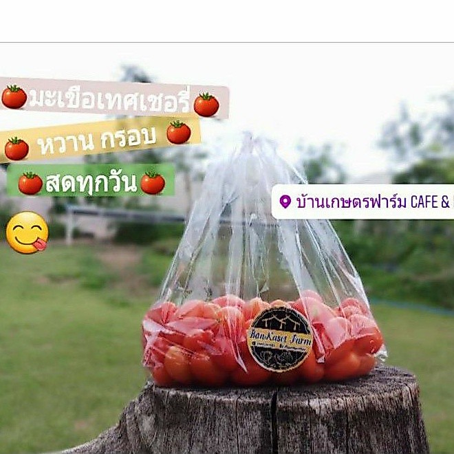 มะเขือเทศเชอรี่ ผลสีแดง น้ำหนัก 500 กรัม (สินค้าเสียหายรับเคลมทุกกล่อง)