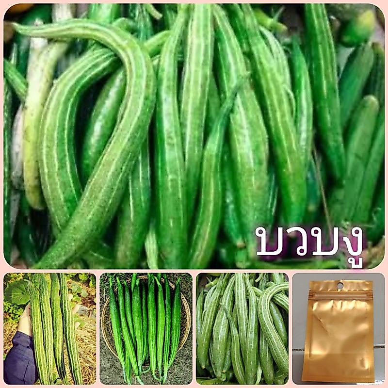 เมล็ดพันธุ์บวบงู ซื้อ3ซอง แถมฟรี 1 ซอง ทั้งร้าน