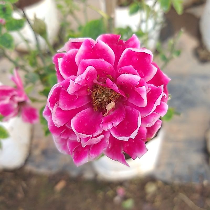 กุหลาบ⚘"Maria Japan Rose"กุหลาบมาเรีย "ทรงพุ่มดอกบานทน