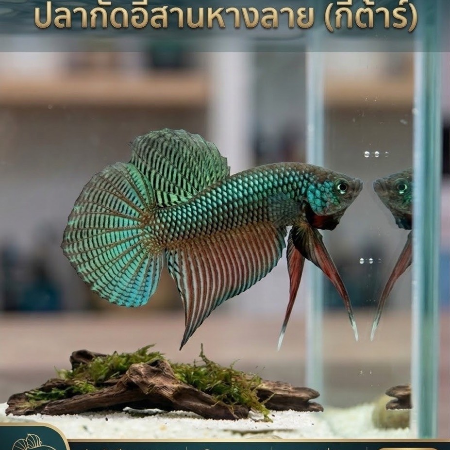 ปลากัดอีสานหางลาย(กีตาร์) เลือกได้ในตัวเลือก