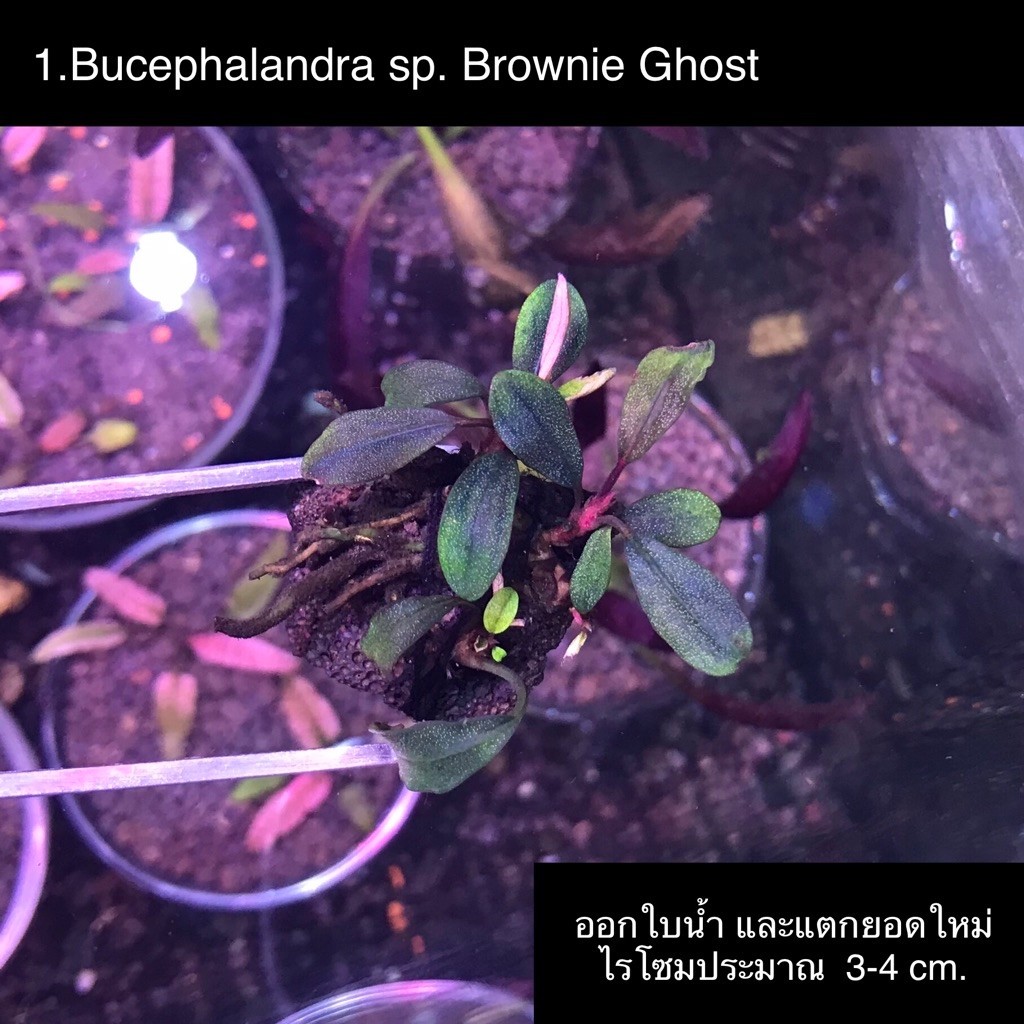 ต้นไม้น้ำบูเซป(ออกใบน้ำแล้ว)Bucephalandra sp. Brownie Ghost