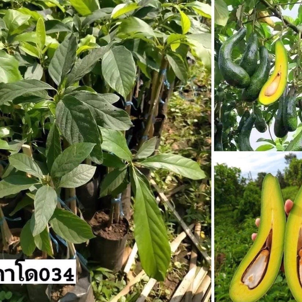 ต้นอาโวคาโด แบบเสียบยอด พันธุ์เอ 034