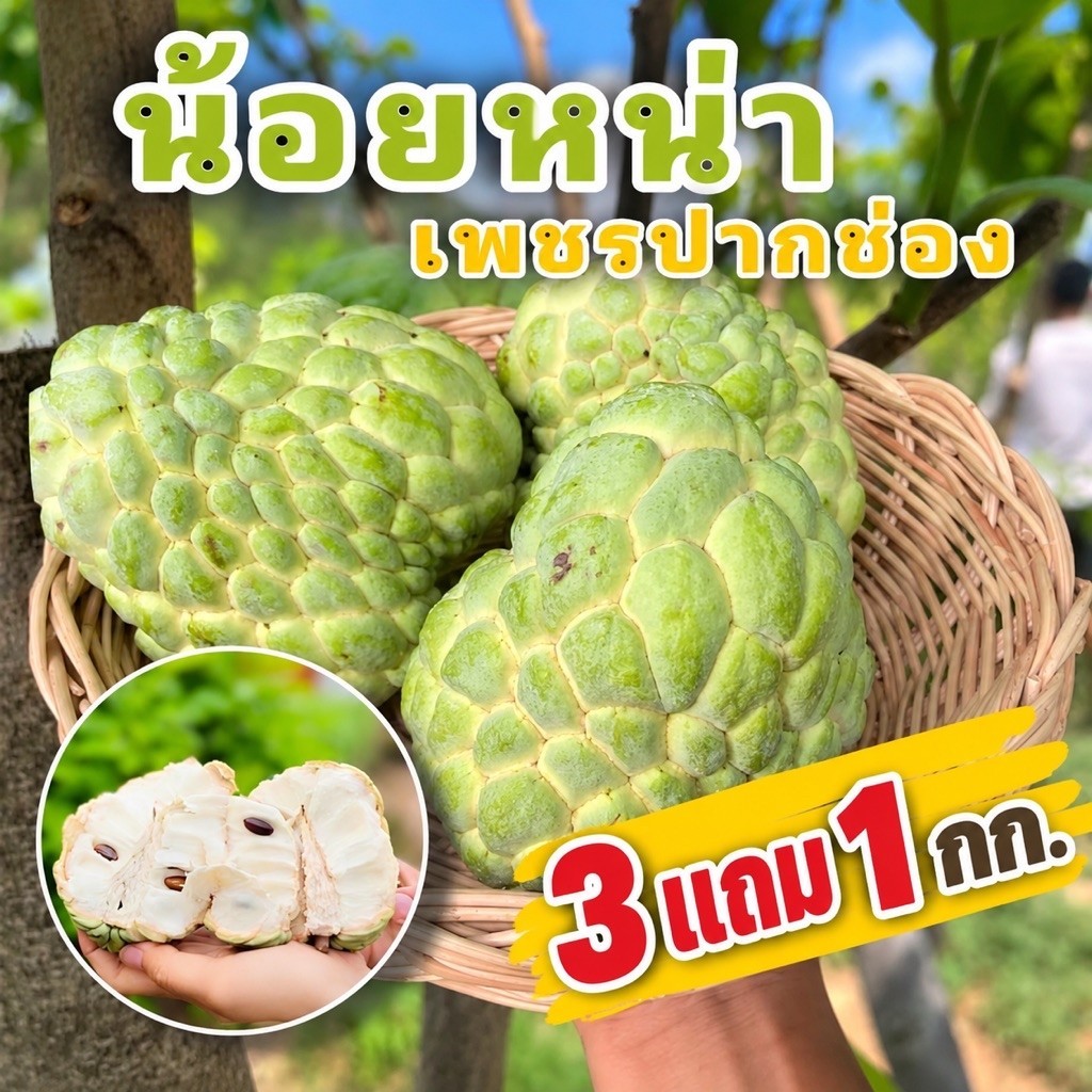 น้อยหน่าเพชรปากช่อง ส่งแบบดิบ หวานละมุน ไซส์กลาง