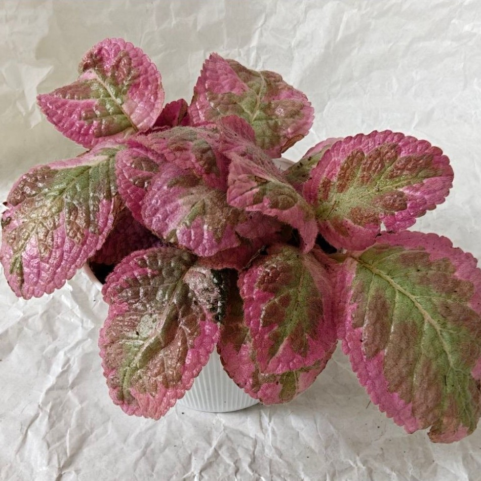 พรมญี่ปุ่น คลีโอพัตรา Episcia Cleopatra กระถาง​ 4 นิ้ว​