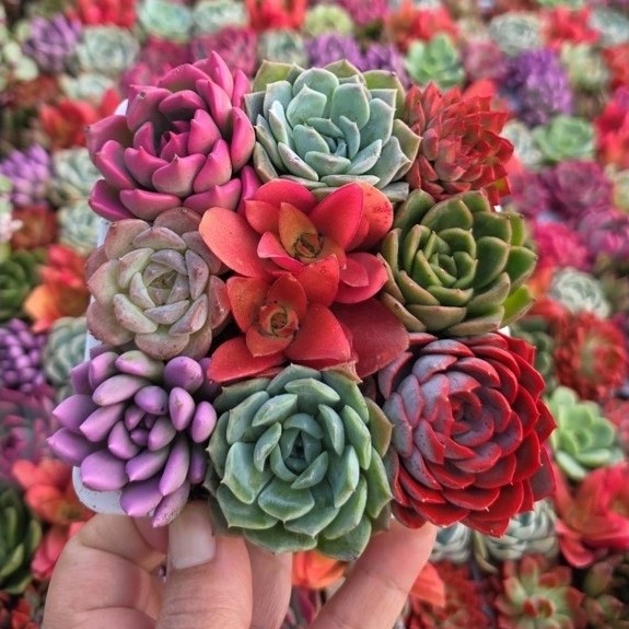 พร้อมส่ง18/9/26#กุหลาบหิน mix รวม กถดำ #ไม้อวบน้ำจัดเซตัวคละสายพันธุ์ Mix succulent พร้อมกระถาง 5x5