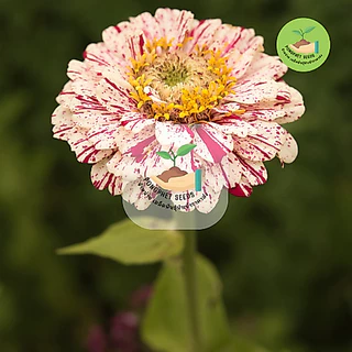 พิเศษ 9 บาท บานชื่น เปเปอร์มินท์คละสี 10 เมล็ด