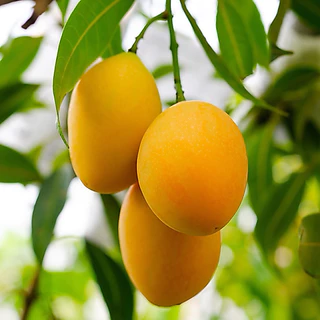 ผงมะม่วง ขนาด 100 กรัม ( mango powder )