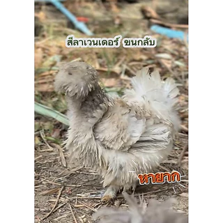 ไข่เชื้อไก่ซิลกี้อเมริกา ชุดรวมขน(ขนกลับ ขนซาติน ขนไหม) ราคาต่อ 1 ฟอง (ซื้อ 5 ฟอง แถม 1 ฟอง)