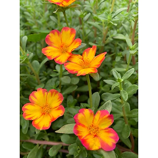 คุณนายตื่นสายมีให้เลือก 60สี สีละ10 กิ่ง 20฿รับประกันกิ่งสมบูรณ์ กิ่งสวยกิ่งใหญ่ สนใจสอบถามได้นะคะ