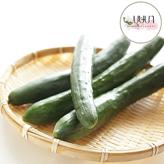 เมล็ดพันธุ์แตงกวาญี่ปุ่น 39บาท 50เมล็ด