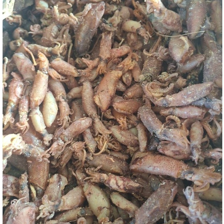 หมึกกะตอยไข่ ไข่ทุกตัว ไซส์เล็กกำลังดี สดใหม่ทุกวัน