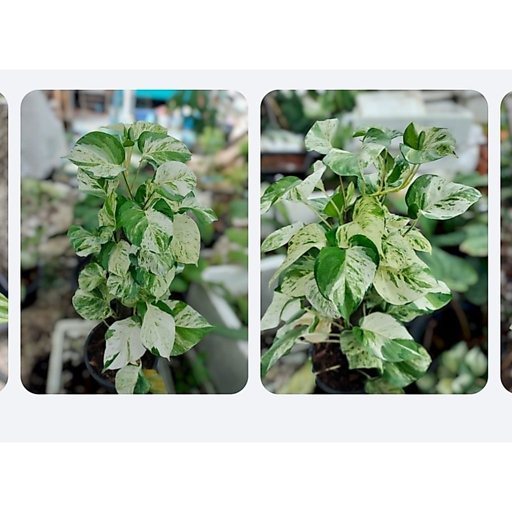พลูแอ้ปเปิ้ลเกาะหลักสูง 50เมตร pothos