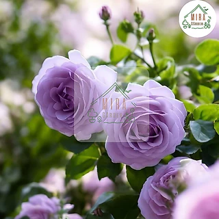 เมล็ดพันธุ์ดอกกุหลาบเลื้อยสีม่วง 10 เมล็ด