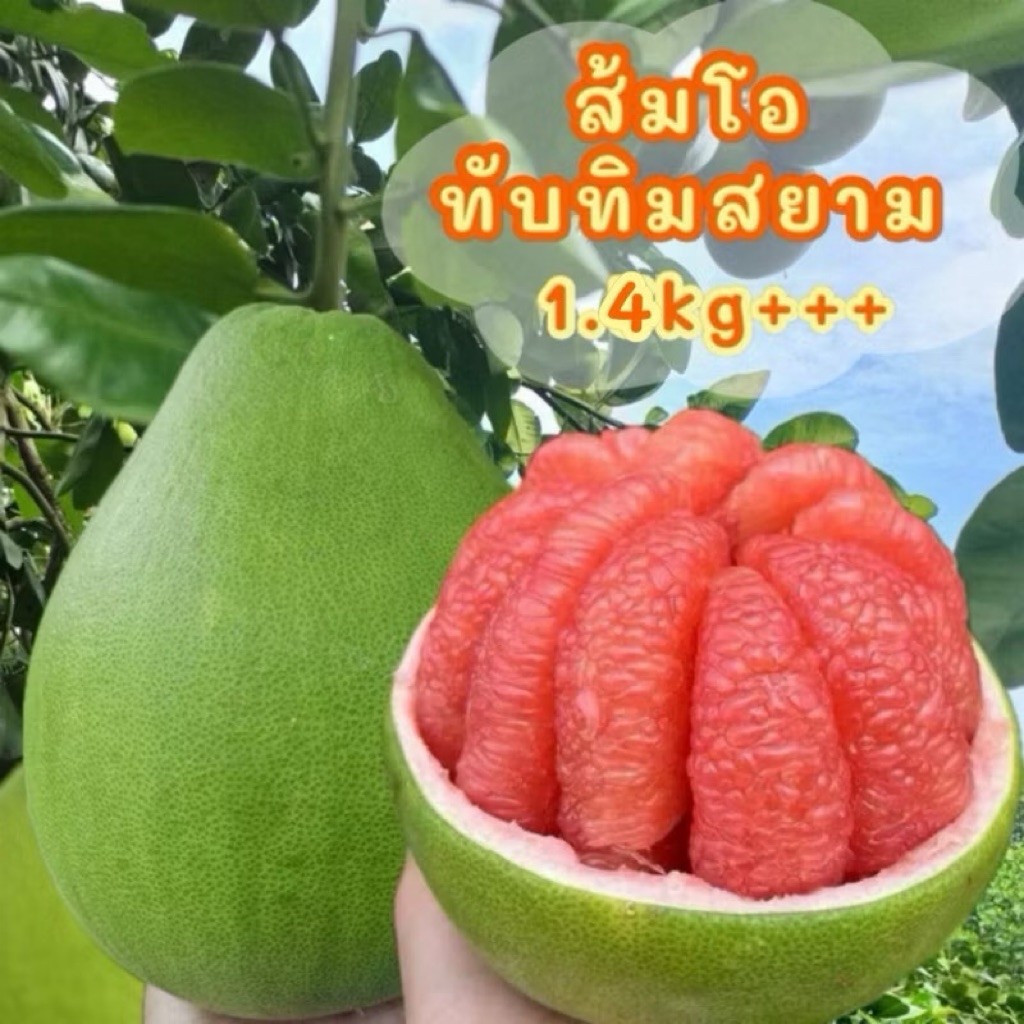 น้ำหนัก1.4+++ ส้มโอทับทิมสยาม (ปากพนังแท้)