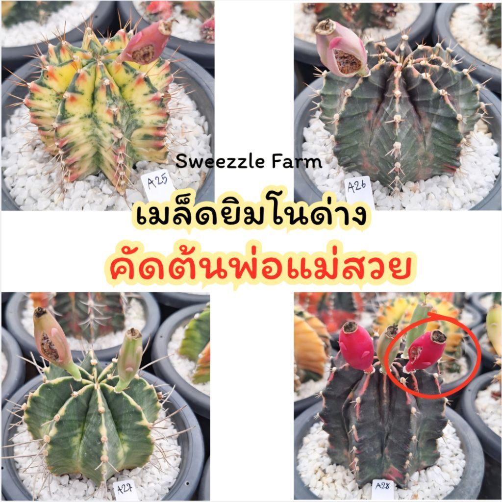 เมล็ด กระบองเพชร แคคตัส (Cactus) ยิมโนด่าง (Gymno Ver.) คัดพ่อแม่สวย เก็บปีนี้ 2569