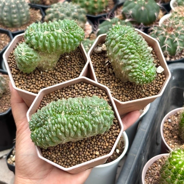 ยิมโนบัลเดียนัม บัลเดียนัมคริส Gymnocalycium Baldianum บัลเดียนั่ม แคคตัส กระบองเพชร cactus&succulent