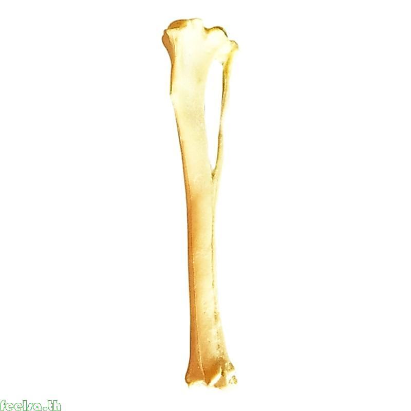 Feela Dog Anatomy Tibia Skelทารกในครรภ์รุ่นกระดูกสุนัขTibia Skelทารกในครรภ์รุ่น