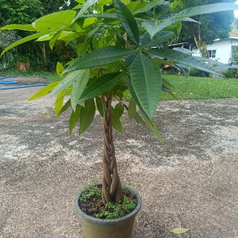 ต้นศุภโชคถักเปีย 5 ต้นสูง 70 cmไม้มงคลไม้ประดับ