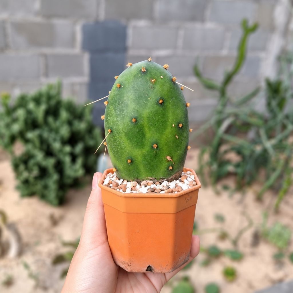 โอพันเทียแตงโม ใบใหญ่เต็มกระถาง 3 นิ้ว Opuntia decumbens