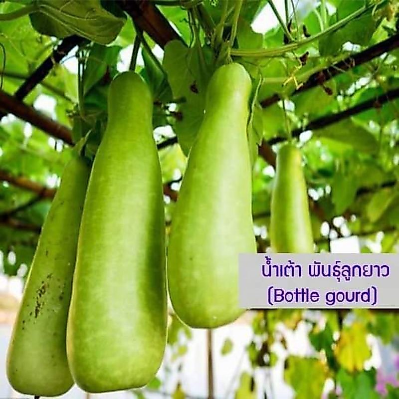 เมล็ดพันธุ์น้ำเต้าหยดน้ำ 20 เมล็ด 29 บาท
