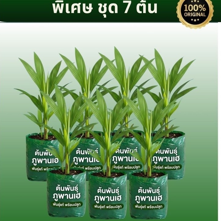ภูพานเฮ 7 ต้น ของแท้100%ส่งตรงจากสวนสกลนคร