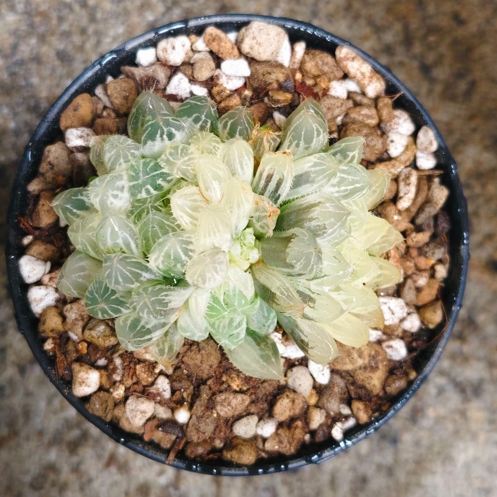 ฮาโวเทีย Haworthia Silver Swirl ไม้อวบน้ำ กุหลาบหิน cactus&succulentหลากหลายสายพันธุ์ ราคา65บาท กระถาง3นิ้ว