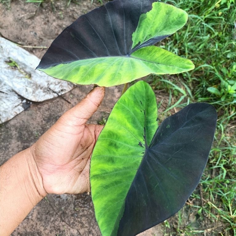 Colocasia esculenta 'Anubis'