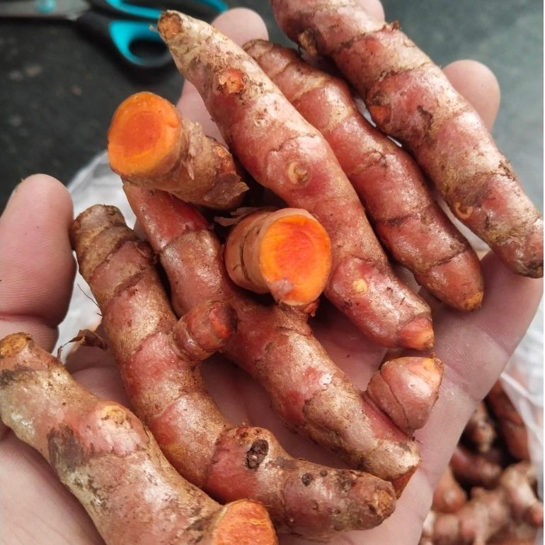 ขมิ้นชัน หัวสด1กิโลกรัม100บาท (สำหรับปลูกหรือทำยา)