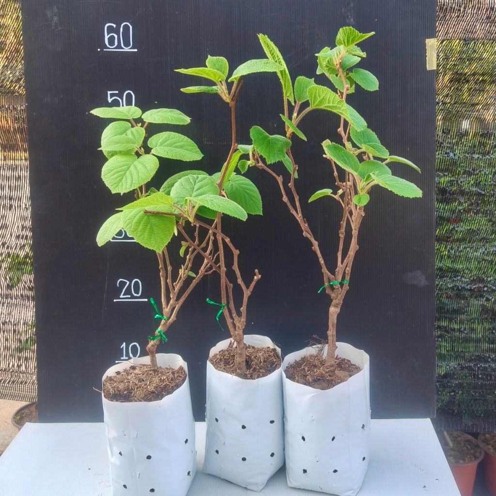 กีวี่เขียว ต้นนำเข้า สายอึดแดดอึดร้อน ปรับตัวเก่งในไทย ขนาดต้นประมาณ 40-50 cm ราคา ถูกที่สุด ดีลบีเคเค แกลเลอรีภาพที่ 4