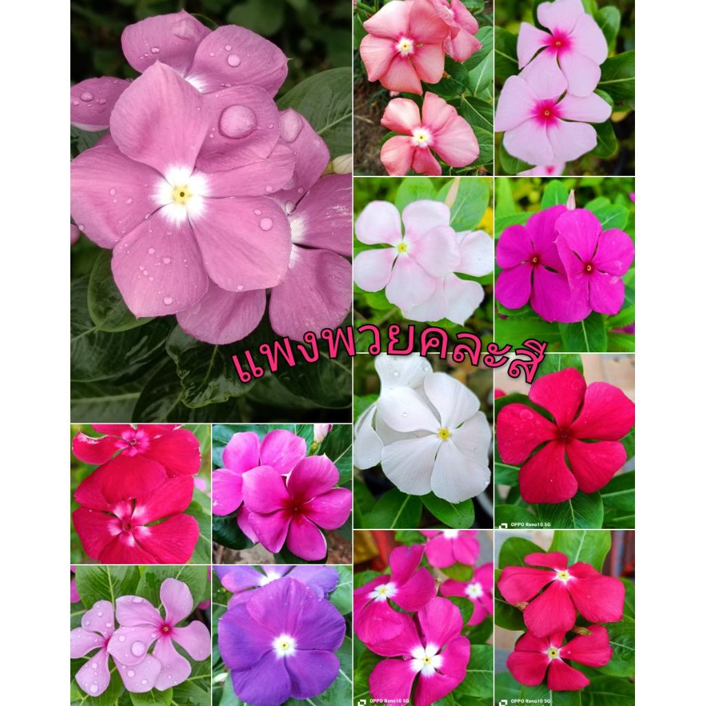 แพงพวยฝรั่งคละสี 100-300 เมล็ดสามารถต่อพันธุ์ได้