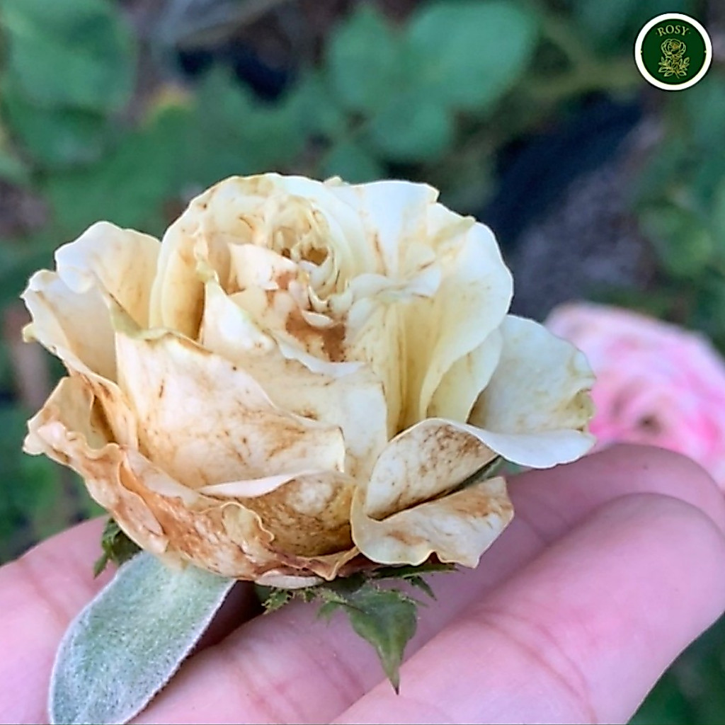 Rosy เซ็ทดูแลกุหลาบสูตรผสมน้ำ เลือกสูตร กำจัดเพลี้ยไฟ รูปที่ 3