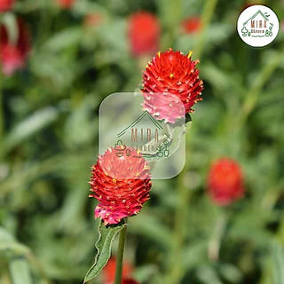 เมล็ดพันธุ์ ดอกบานไม่รู้โรยสีแดง บรรจุ 70 เมล็ด