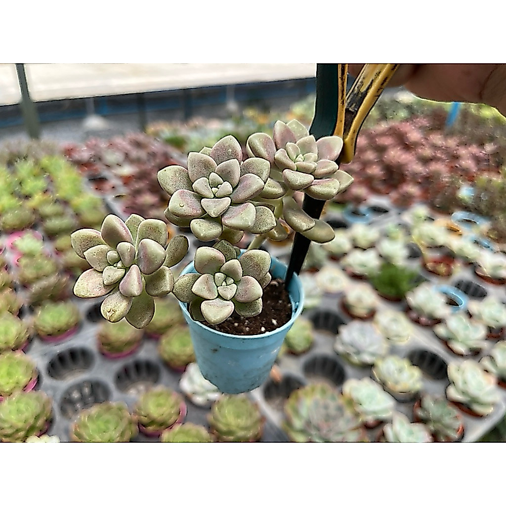 อิชิเวเรีย‘ ชีสเค้ก ‘ แคนดี้พิ้ง (Graptopetalum MENDOZAE)