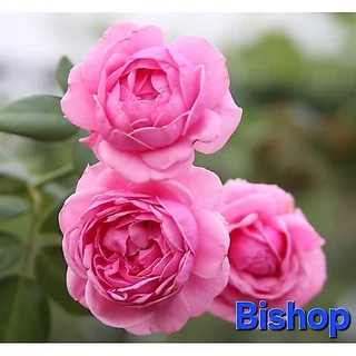 ซื้อ 4 แถม 1 กุหลาบ ต้นกุหลาบ กิ่งกุหลาบ (ส่ง 2 ต้นขึ้นไป) เลือกสายพันธุ์ได้ สายพันธุ์ต่างประเทศ ไม้ดอกไม้ประดับ