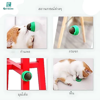 Pet Record กัญชาแมว แคทนิปบอล ติดกำแพง ไม่กลิ้งหาย กันชาแมวเลีย แคทนิปบอล ติดกำแพง