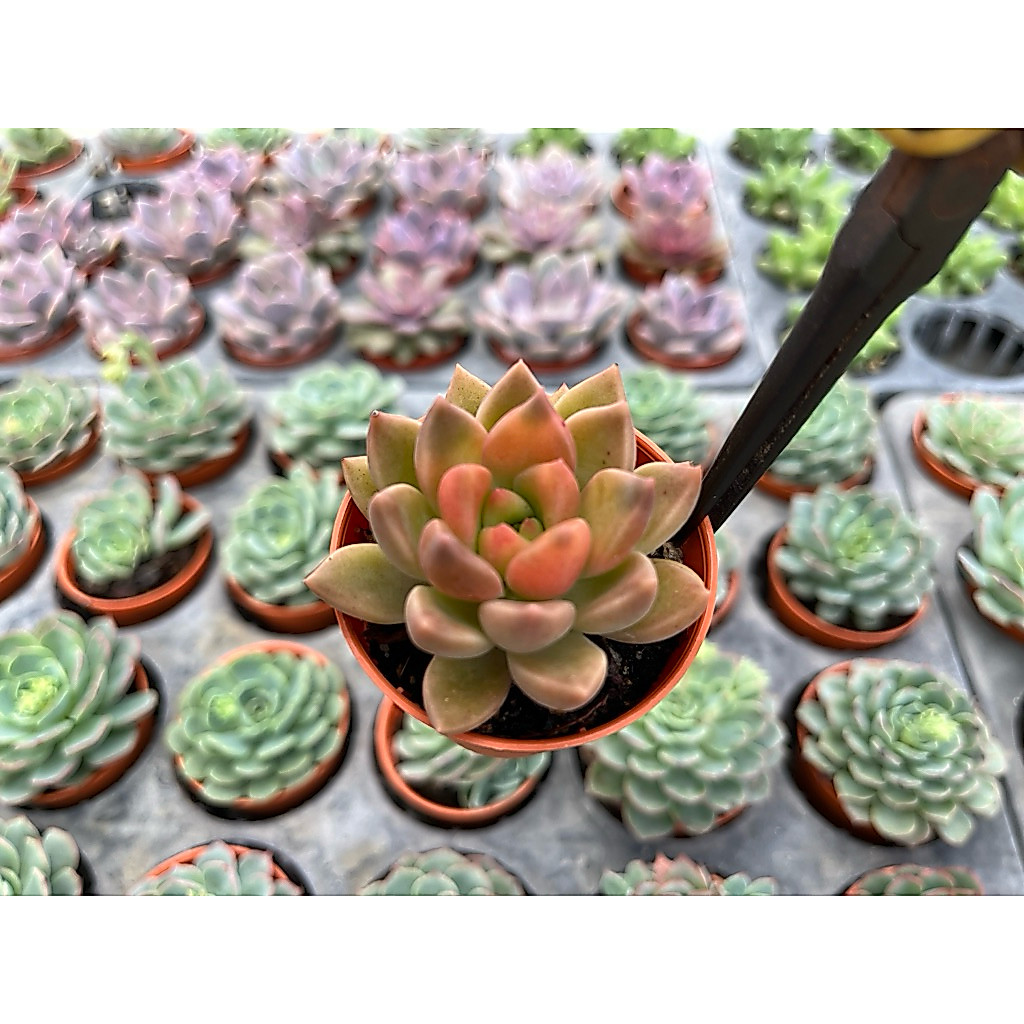 Echeveria  " Finger elf"