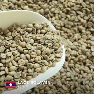 สารกาแฟอราบิก้าลาว โบลาเวน Laos Bolaven SC16/18 บรรจุ 25 kg. -30 kg. RK.Coffeebean.
