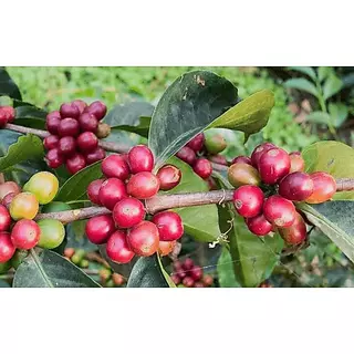 Honey Pineapple Coffee กาเเฟคั่ว เหมาะกับการชงเมนูเย็นและเมนูร้อน