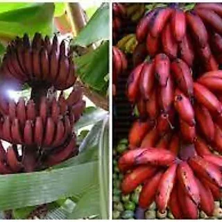 กล้วยน้ำว้าสีชมพู เพาะเนื้อเยื่อ ความสูง 40-50 ซม. มีถิ่นกำเนิดจากเวียดนาม ผลสีชมพู รสหวานหอม ปลูกง่าย ทนทานต่อโรคและแมล