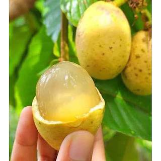 ต้นลำไยคริสตัลสีเหลือง ต้นเพาะเมล็ด ต้นแข็งแรงพร้อมปลูก