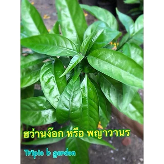 🪴ฮวานง๊อก พญาวานร กระถาง5นิ้ว