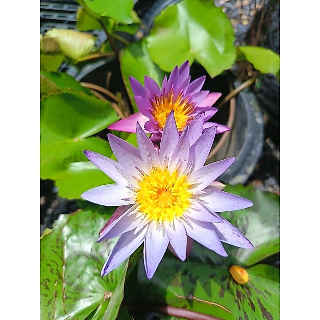 บัวหลากสีสวยๆ บัวลูกไม้ ต้นสวยติดดอก (จัดส่งพร้อมกระถาง)
