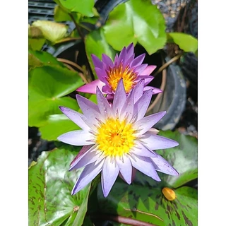 บัวหลากสีสวยๆ บัวลูกไม้ ต้นสวยติดดอก (จัดส่งพร้อมกระถาง)