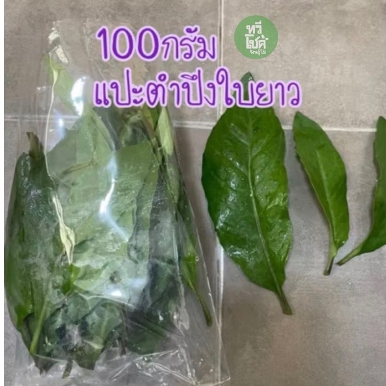 ใบแปะตำปึงยาวสด 100กรัม พร้อมส่ง #ใบแปะตำปึงสด #แปะตำปึงสมุนไพร #แปะตำปึง